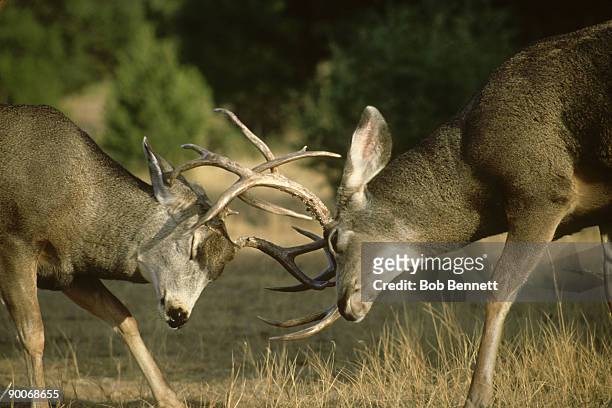 mule deer, odocoileus hemionus, colorado - mule deer stock pictures, royalty-free photos & images