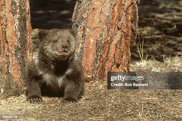 grizzly bear, ursus arctos, 3 months old, north america - braunbär stock-fotos und bilder