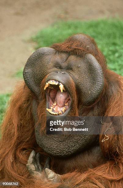 bornean orangutan, pongo pygmaeus pygmaeus, borneo - ugly animal stock pictures, royalty-free photos & images