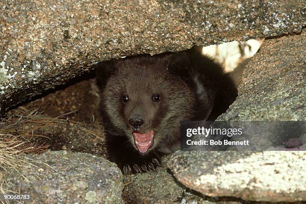 grizzly bear, ursus arctos horribilis, 6 months old, colorado - baby grizzly bears stock pictures, royalty-free photos & images