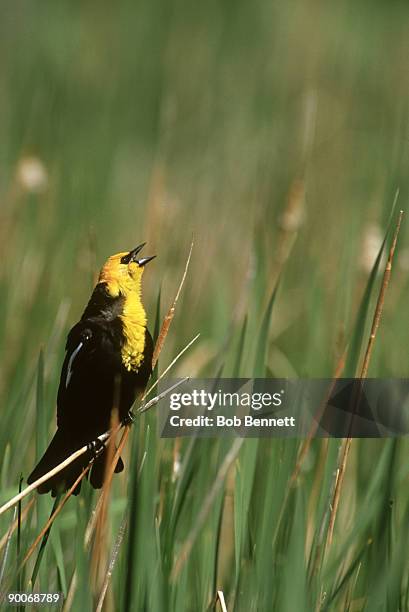 yellow-headed blackbird, xanthocephalus xanthocephalus, colorado - xanthocephalus stock pictures, royalty-free photos & images