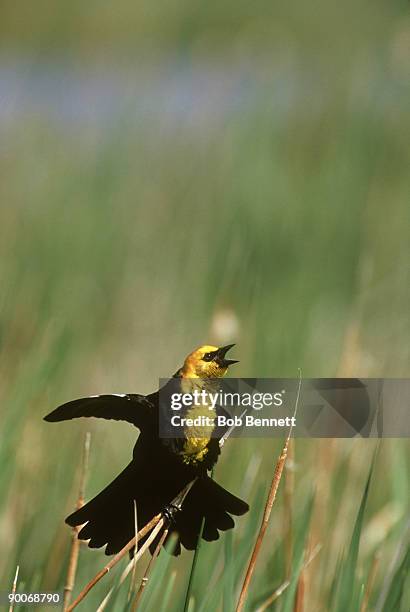 yellow-headed blackbird, xanthocephalus xanthocephalus, colorado - xanthocephalus stock pictures, royalty-free photos & images