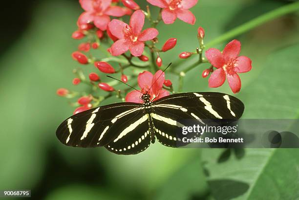 zebra long-wing, heliconius charitonius - heliconiinae stockfoto's en -beelden