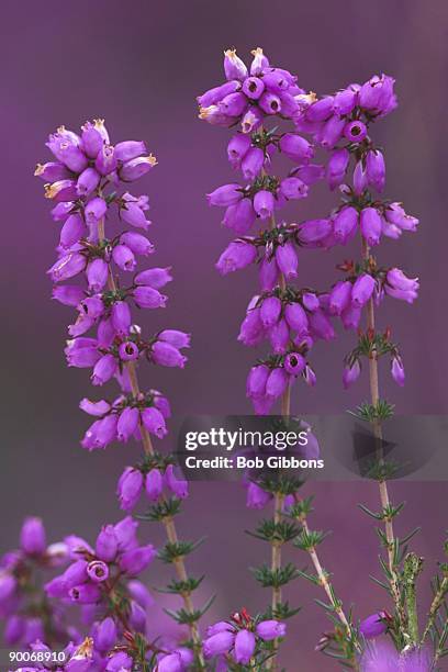 bell heather erica cinerea late summer - erica cinerea stock pictures, royalty-free photos & images