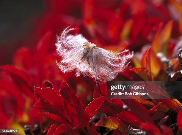 mountain avens dryas sp. seedhead among autumn leaves of alpine bearberry - bearberry stock pictures, royalty-free photos & images
