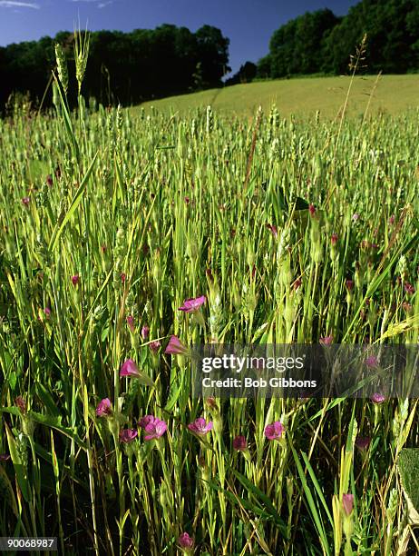 corncockle, agrostemma githago, arable weed, rare - agrostemma githago stock pictures, royalty-free photos & images