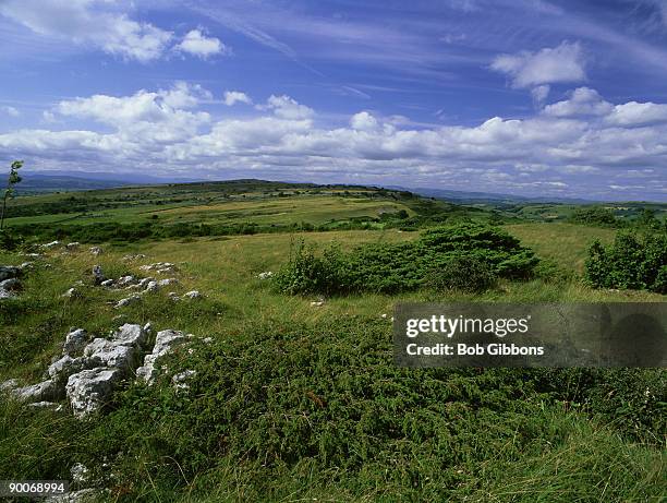 junipers, juniperus communis, on limestone pavement, hutton roof, cumbria - limestone pavement - fotografias e filmes do acervo