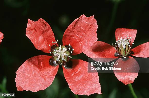 rough poppy, papaver hybridum, rare arable weed - papaver hybridum stock pictures, royalty-free photos & images