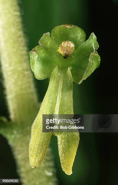 common twayblade orchid, listera ovata - ovata stock pictures, royalty-free photos & images
