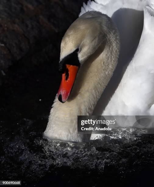Black swan is seen during a sunny day in the winter season at the Kugulu Park in Ankara, Turkey on January 3, 2018.