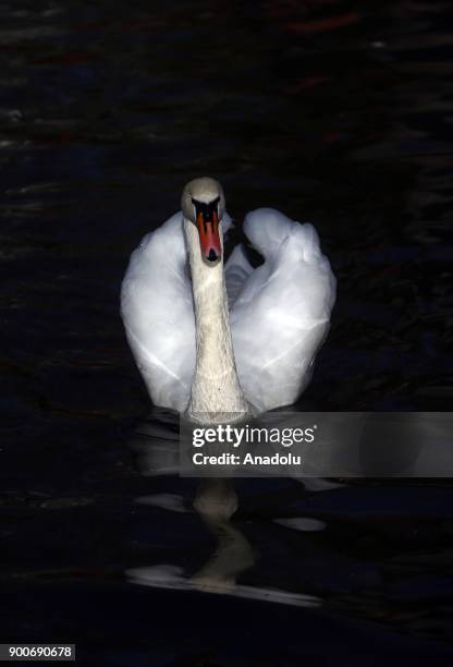 Black swan is seen during a sunny day in the winter season at the Kugulu Park in Ankara, Turkey on January 3, 2018.