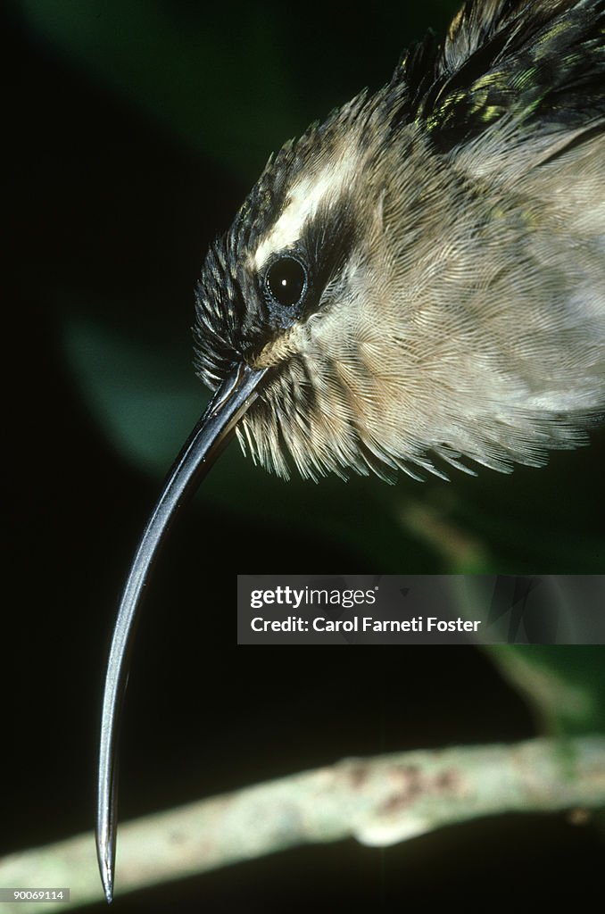 Long-tailed hermit hummingbird: phaethornis superciliosus b elize, central america