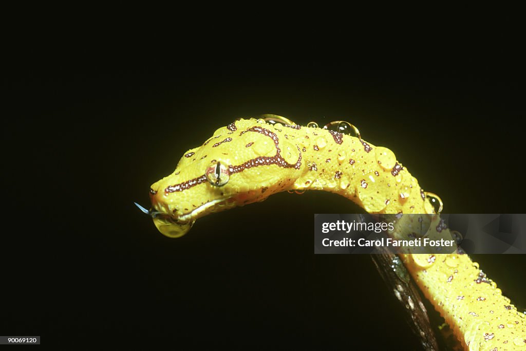 Green tree python: chondropython viridis, after rain, new guinea