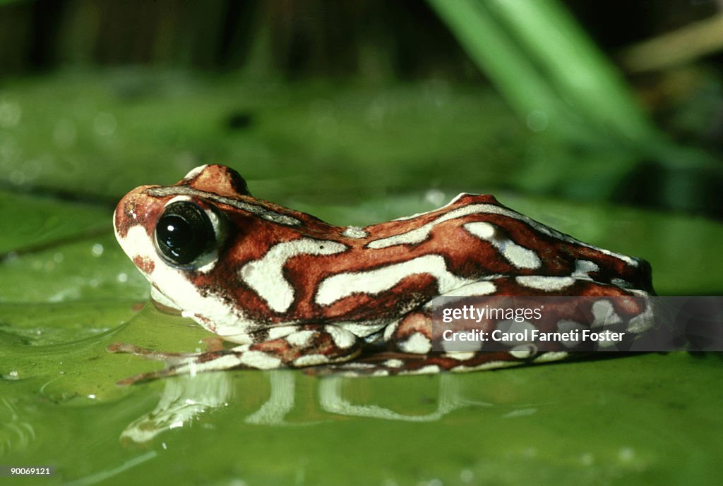 Painted reed frog: hyperolius marmoratus okavango delta botswana