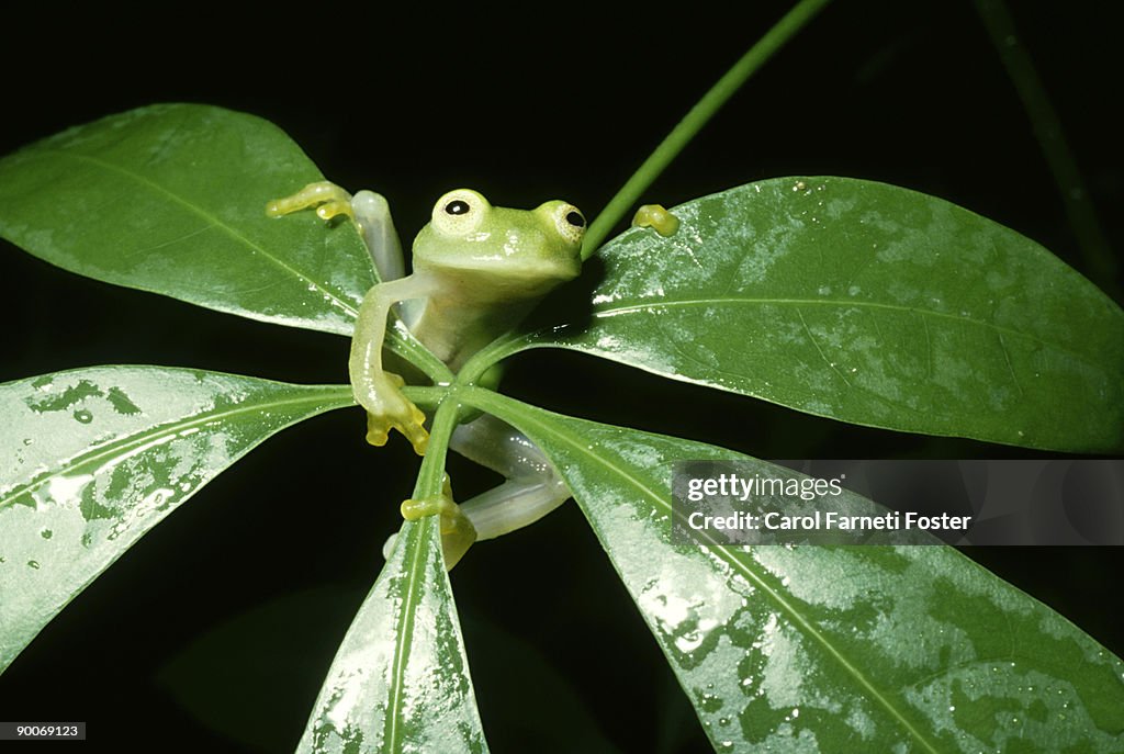 Glass frog: centrolenella fleischmanni belize central america