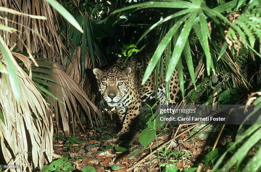 Jaguar: panthera onca belize central america