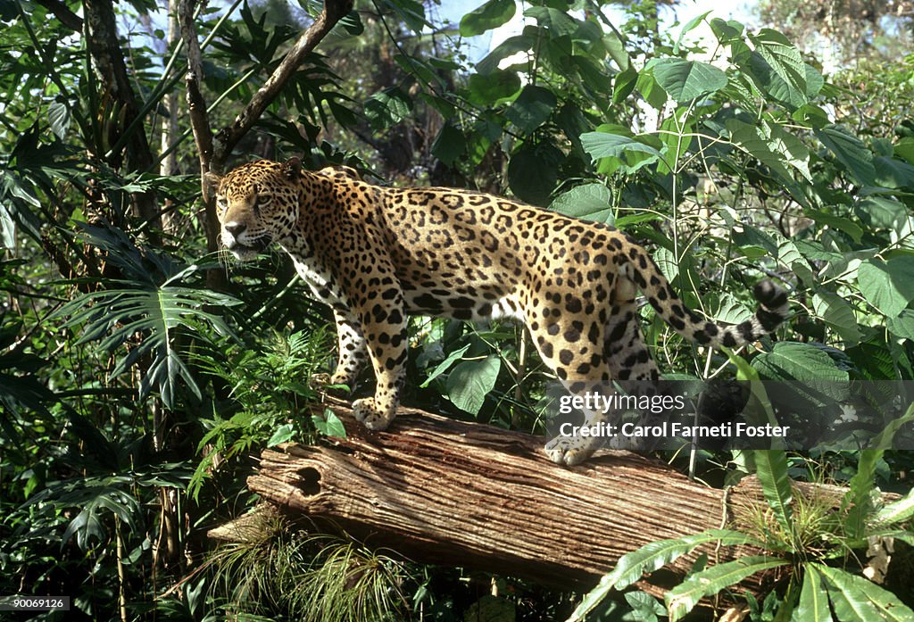 Jaguar: panthera onca on log belize, central america