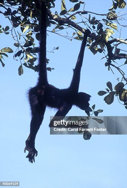 spider monkey: ateles geoffrey  belize  central america - cebidae stock pictures, royalty-free photos & images