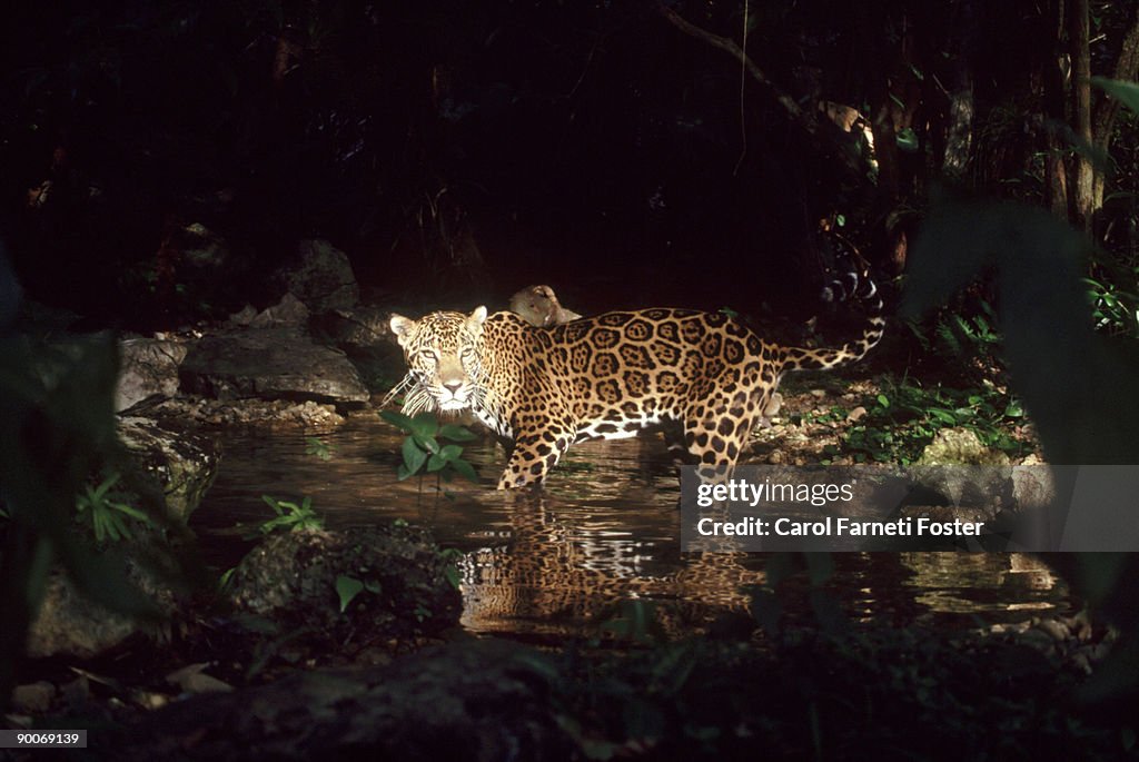 Jaguar: panthera onca belize, c.a.