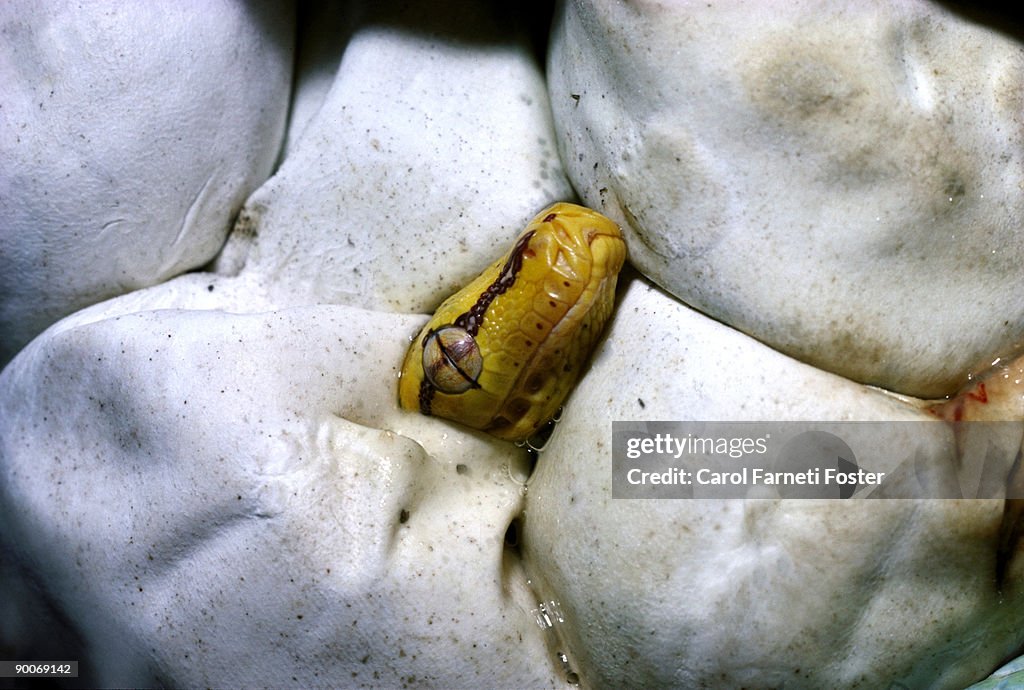 Young green tree python