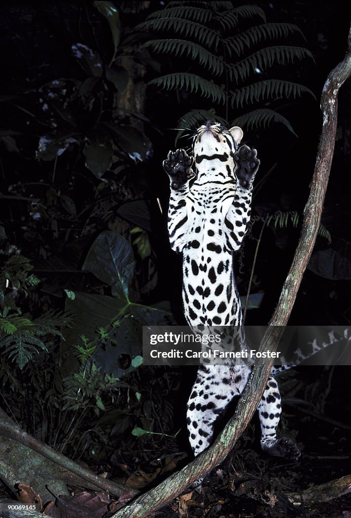 Ocelot felis pardalis belize central america