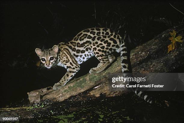 margay felis wiedii belize - margay stock pictures, royalty-free photos & images