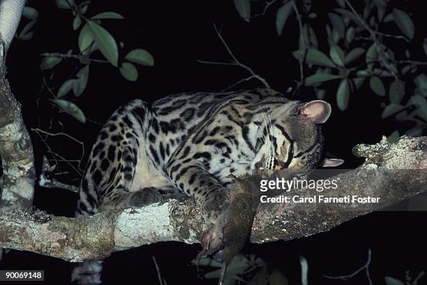 margay felis wiedii eating cotton rat belize central america - margay stock pictures, royalty-free photos & images