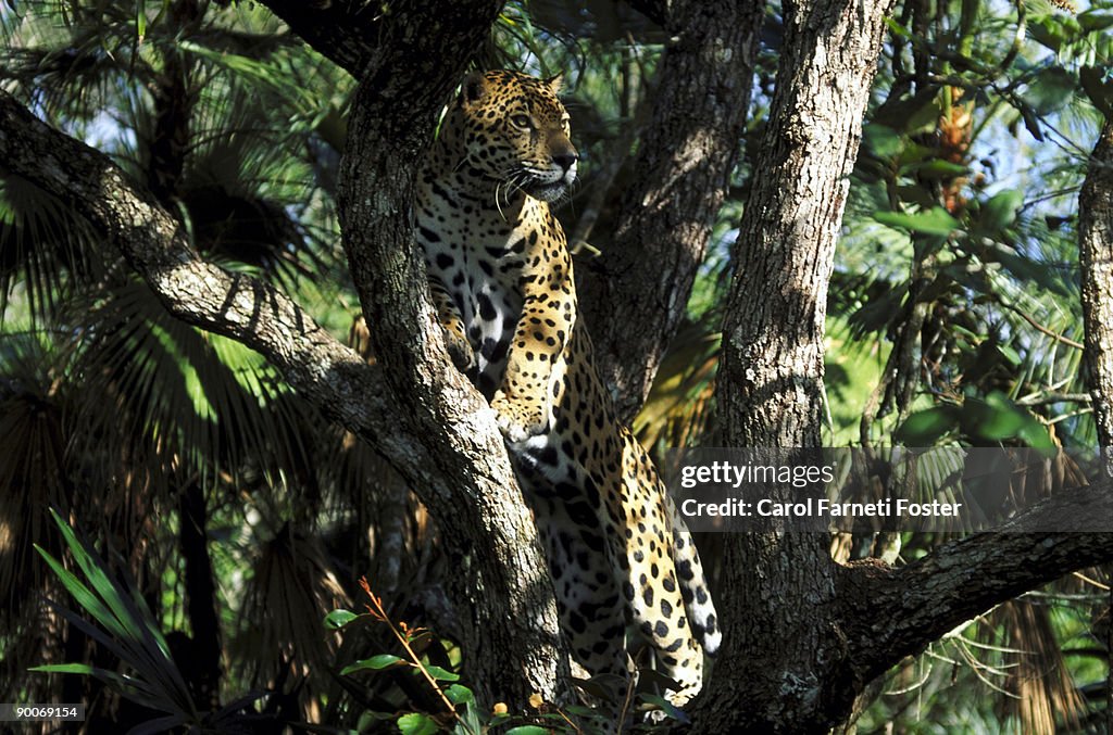 Jaguar panthera onca in tree belize, central america