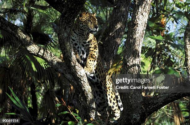 Jaguar Panthera Onca In Tree Belize Central America, 照片檔