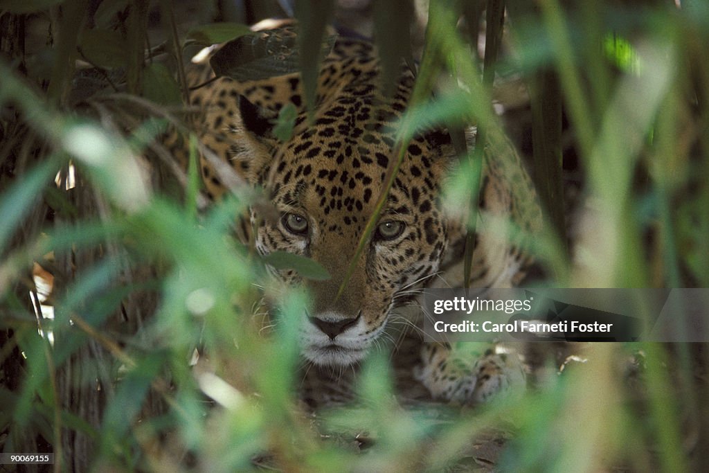 Jaguar panthera onca hidden in under-growth belize, central america