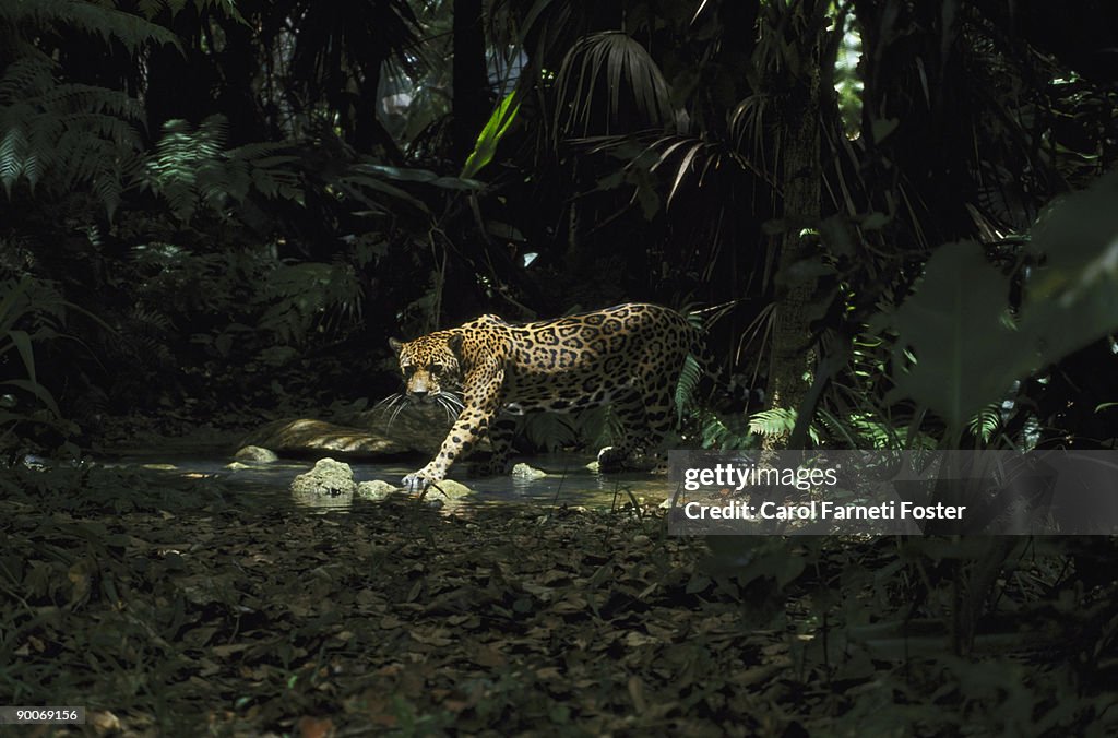 Jaguar panthera onca fishing in stream belize, central america