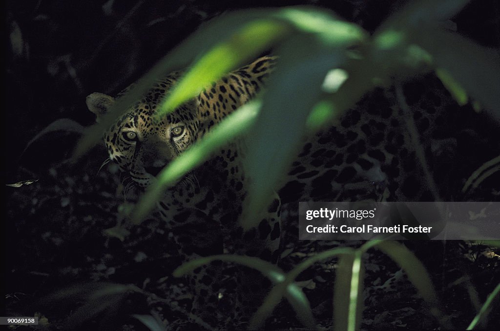 Jaguar panthera onca hiding in rainforest undergrowth. belize