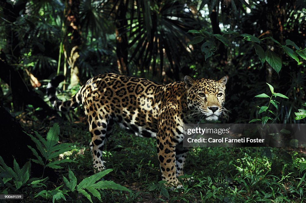 Jaguar panthera onca belize central america