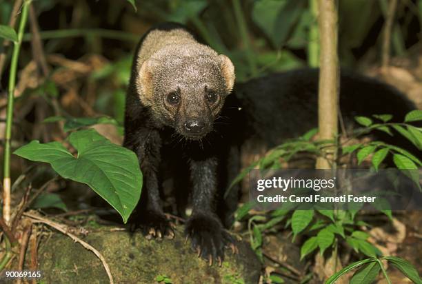 tayra - bushdog - bush dog stock pictures, royalty-free photos & images