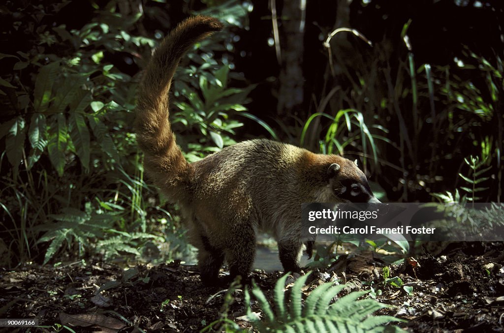 Coati nasua narica belize central america