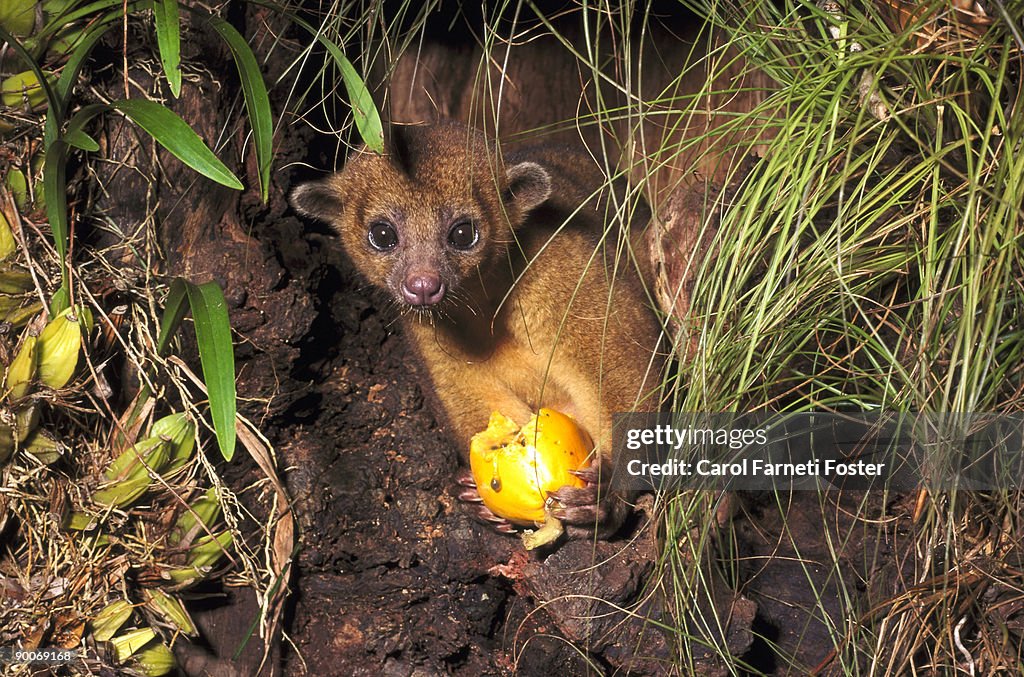 Kinkajou potos flavus eating papaya belize, central america