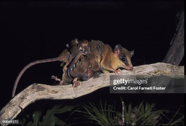 mouse opossum marmosa mexicana with young belize, central america - mouse opossum stock pictures, royalty-free photos & images