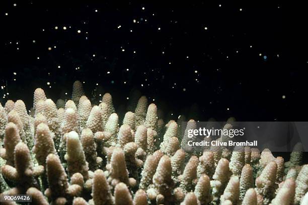coral: acropora sp. spawning gt. barrier reef, australia - spawn stock pictures, royalty-free photos & images
