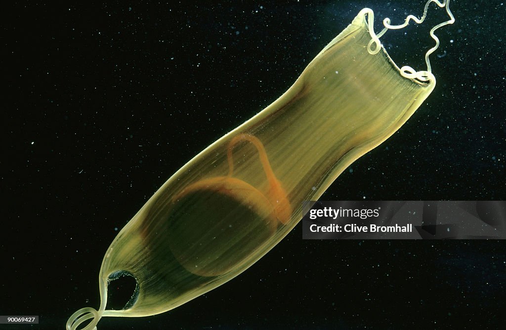 Dogfish: scyliorhinus canicula embryo, attatched to yolk, in mermaids purse, uk