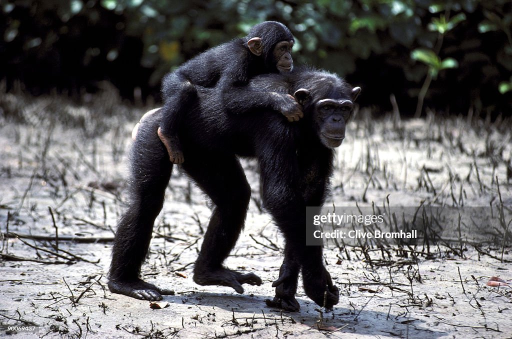 Chimpanzee pan troglodytes infant catching ride on mother's back