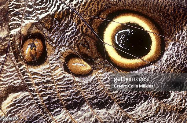 Caligo Prometheus Caligo Photos and Premium High Res Pictures - Getty Images