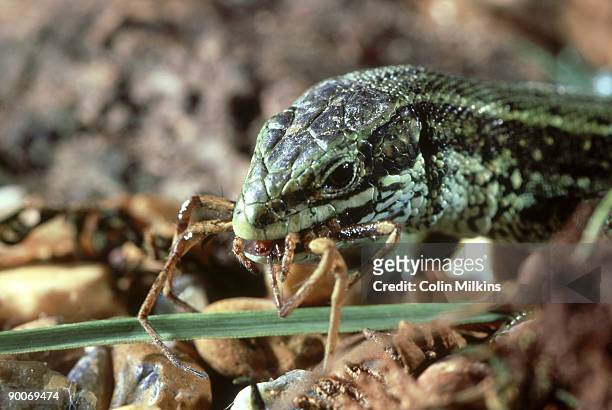 common lizard: lacerta vivipara  eating spider - lacerta vivipara stock pictures, royalty-free photos & images