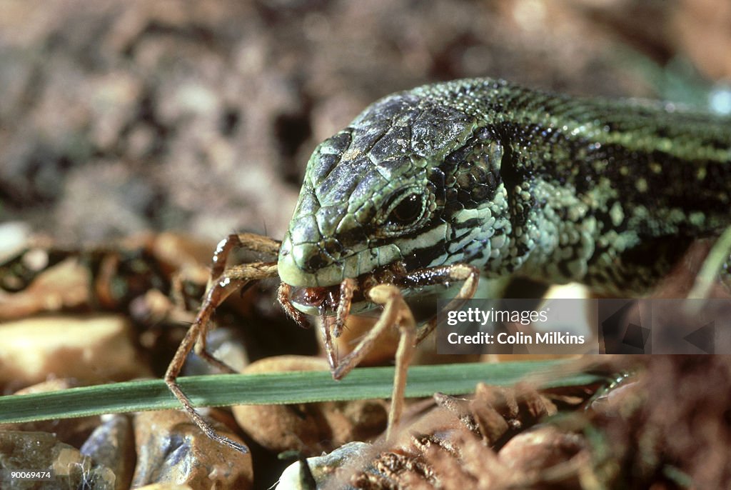 Common lizard: lacerta vivipara eating spider