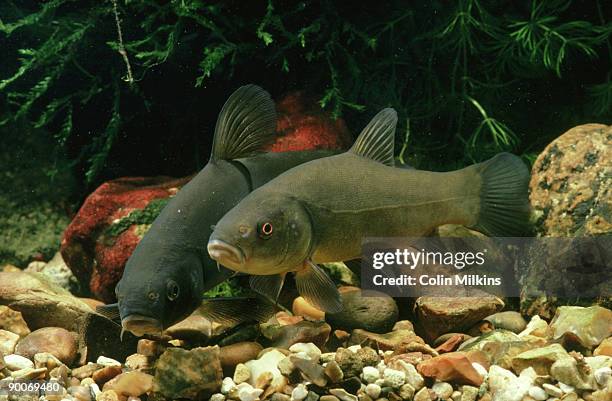 Tench Types Tench Fish Photos and Premium High Res Pictures - Getty Images