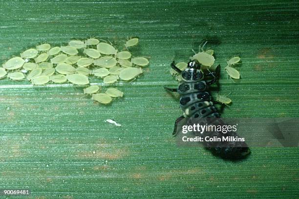 7-spot ladybird:  coccinella-7-punctata  larvae feeding on a phids  kent - seven spot ladybird stock pictures, royalty-free photos & images