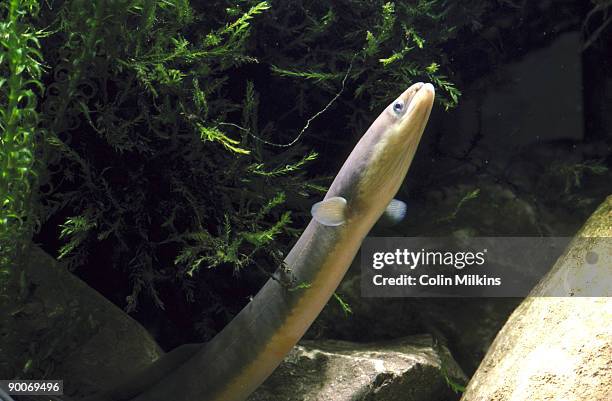 european eel anguilla anguilla head and 1/2 of body looking upwards towards surface - european eel stock pictures, royalty-free photos & images