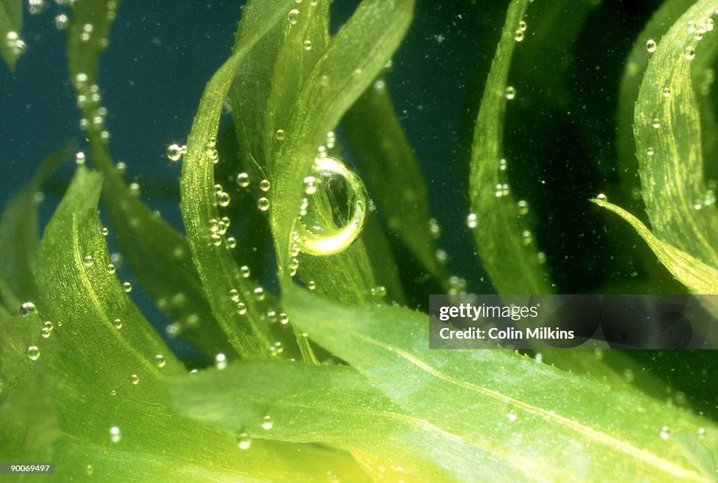 Canadian waterweed elodea canadensis oxygen bubbles being released