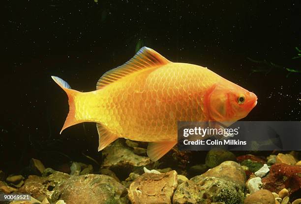 goldfish, carassius auratus - carassius auratus auratus stock pictures, royalty-free photos & images