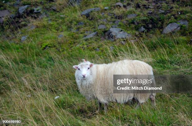 sheep in seydisfjordur iceland - oveja islandesa fotografías e imágenes de stock