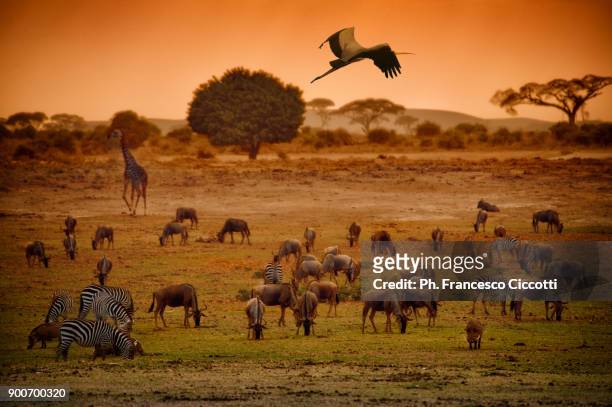 kenya park - ecosystem stock pictures, royalty-free photos & images